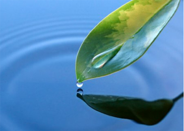Vitae Cellular Detoxification